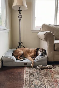 ¿A tu perro mayor le cuesta levantarse? Qué cambia con una cama ortopédica